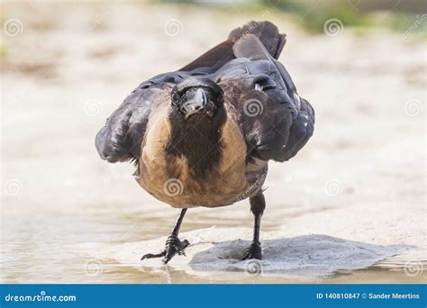 Closeup of a House Crow Corvus Splendens Bird Stock Image - Image of exotic, sand: 140810847