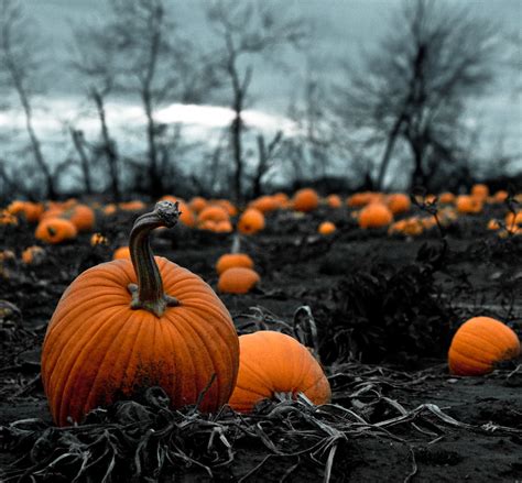 Pumpkins in Fall. : pics