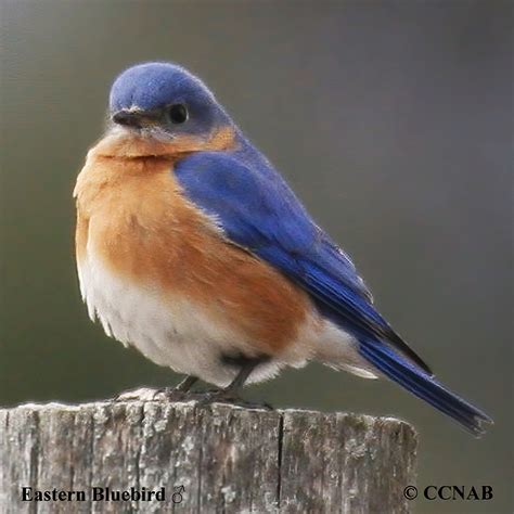 Eastern Bluebird Sialia Sialis North American Birds Birds Of