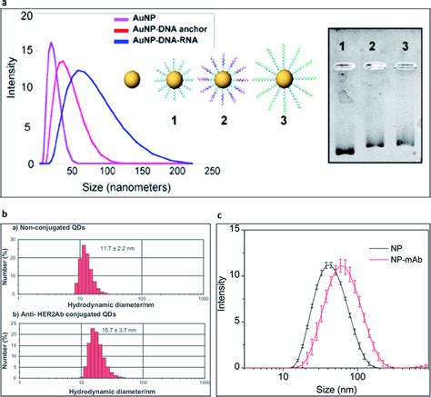 Characterisation Of Nanoparticle Surface Biomodification With Dynamic