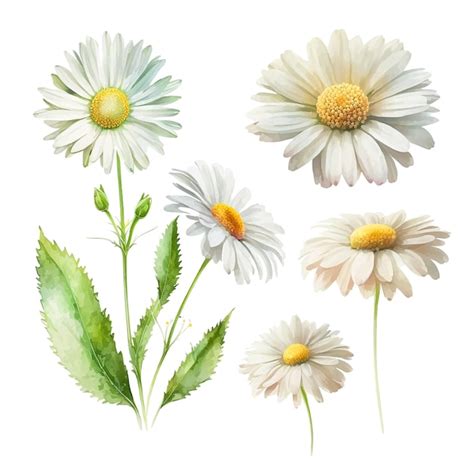 Colección de pintura de acuarela de flor de margarita blanca Vector