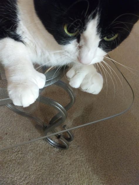 My Moms Cat Has 6 Toes On Each Of Its Front Paws Rmildlyinteresting