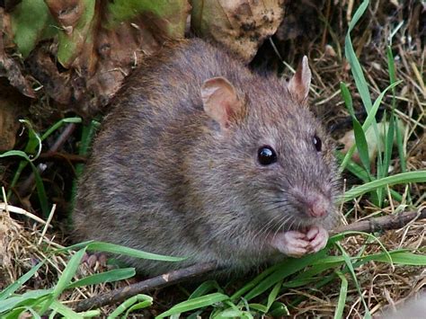 File:WildRat.jpg - Wikipedia 