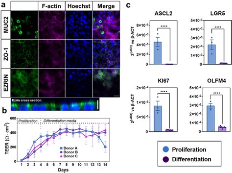 Mature And Differentiated Colon Micro Tissues Were Consistently