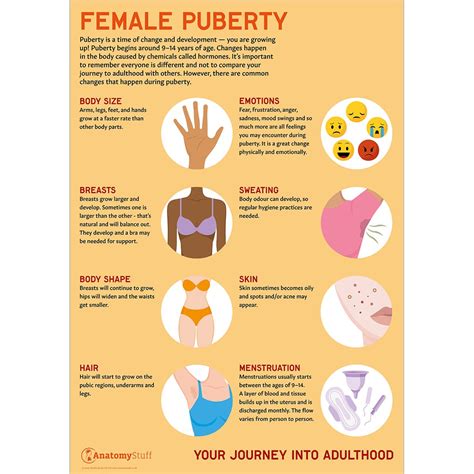 Puberty Changes Poster – NBKomputer