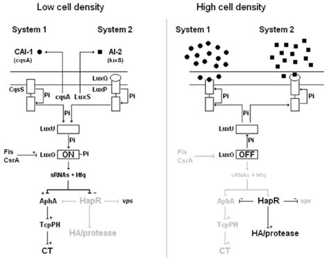 Quorum Sensing In Vibrio Cholerae Download Scientific Diagram