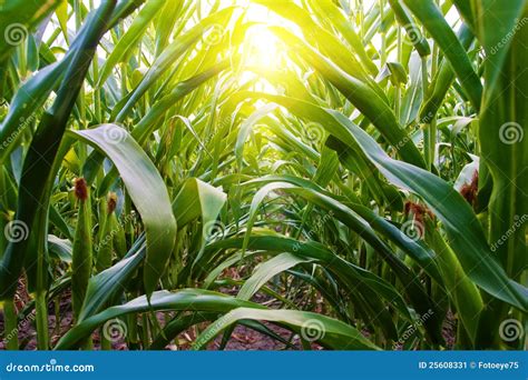 Corn Row On Amish Midwest Farm Stock Image Image Of Growing Corn