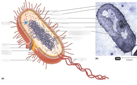 virus diagram Diagram | Quizlet