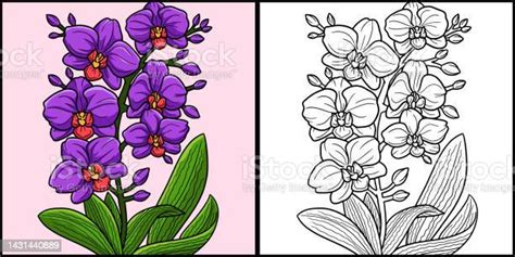 Orchid Flower Coloring Page Colored Illustration向量圖形及更多蘭花圖片 蘭花