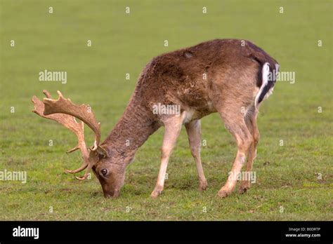 Male Fallow Deer Dama Dama Grazing In A Field Stock Photo Alamy