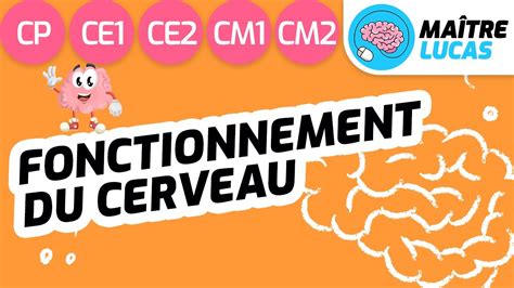 Fonctionnement Du Cerveau Cp Ce Ce Cm Cm Cycle Et