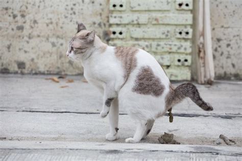 Why Do Cats Poop When They Are Scared? Cat Behavior Explained - Catster