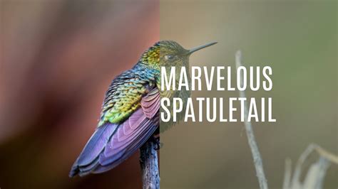 Marvelous Spatuletail Loddigesia Mirabilis YouTube