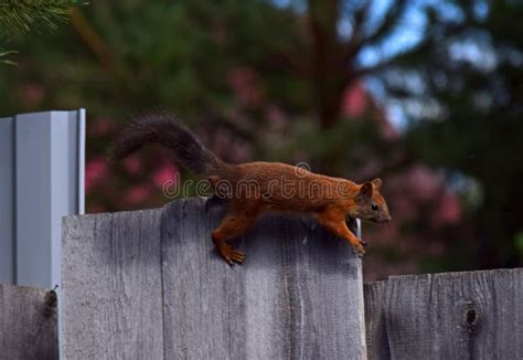 Squirrel on the Fence in the Garden Stock Image - Image of fluffy ...