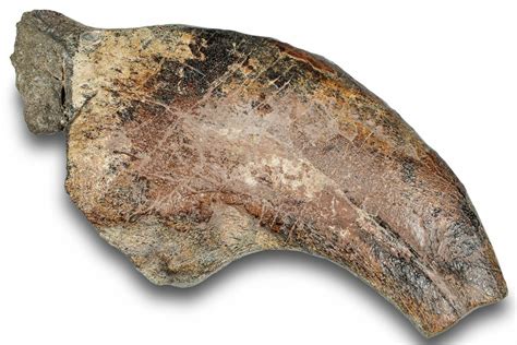 7 Spinosaurid Dinosaur Suchomimus Hand Claw Niger 245026 For