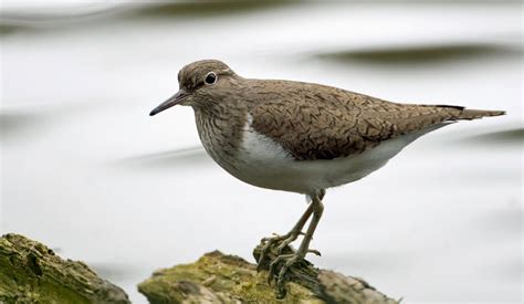 Animal You: Common Sandpiper