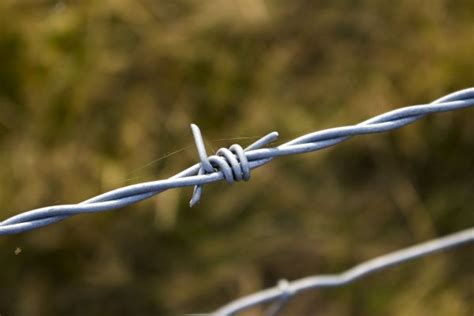 Free Images Tree Nature Branch Barbed Wire Black And White Wood