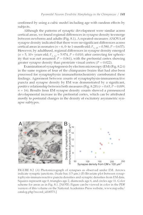 Synaptogenesis And Development Of Pyramidal Neuron Dendritic