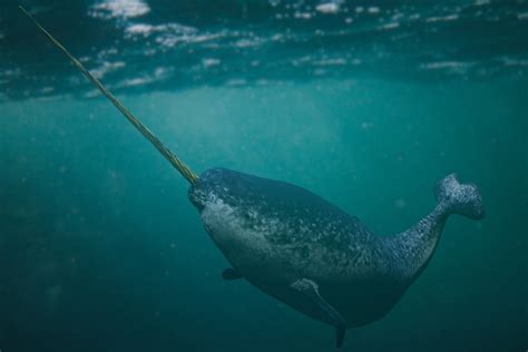 Are Narwhals Real Exploring The Mysterious Unicorn Of The Sea Ocean