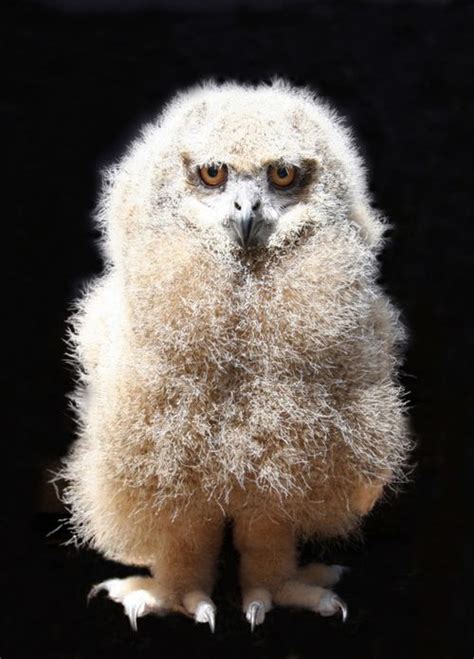 Meet Caspian, the Eurasian Eagle Owl - ZooBorns