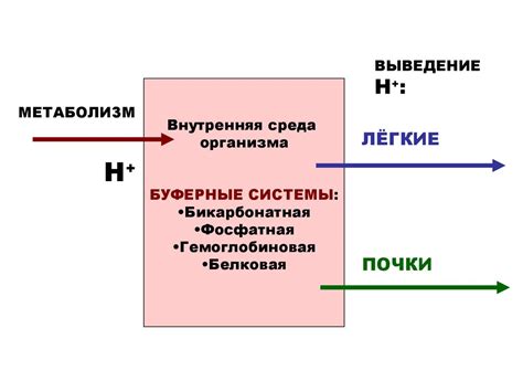 Органы выделения - online presentation