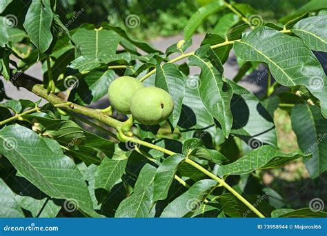 Okkernootboom In De Zomer Stock Foto Image Of Nave Vrucht 73958944