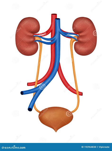 Human Kidney Medical Diagram. Human Urinary System Diagram Realistic ...