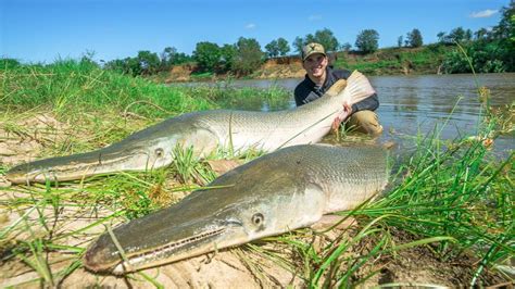 Catching 2 Giant Alligator Gar At Once 150lbs Youtube