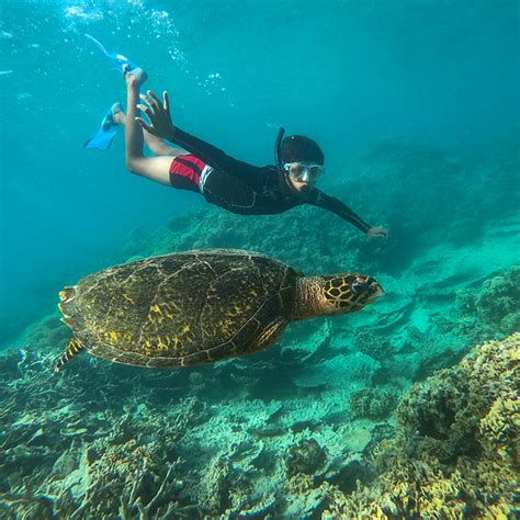 Snorkeling excursion inside the lagoon from Blue Bay | totof-mauritius.com