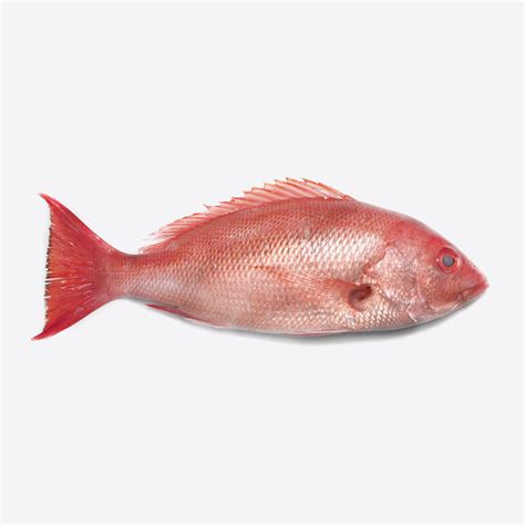 Trini Whole Red Snapper 12 1 Lb Horizons Supplies