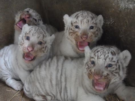 【今しか見れない】ホワイトタイガーの赤ちゃん【東武動物公園】