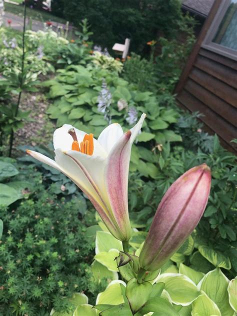 Lily (Lilium 'White Planet') in the Lilies Database - Garden.org