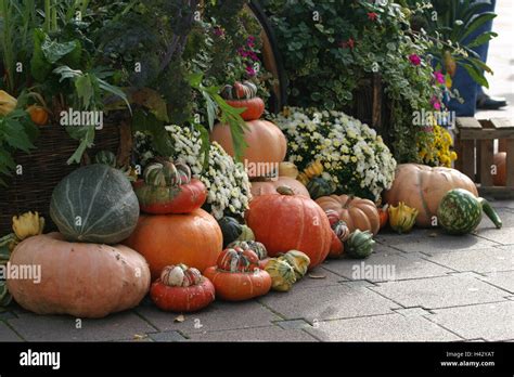 Erntedankfest K Rbisse Korb Schnittblumen Saison Sp Tsommer Herbst