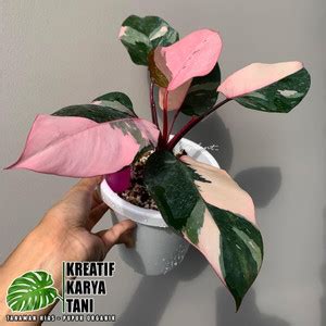 Jual Tanaman Hias Philodendron Pink Princess Tanaman Hias Pink