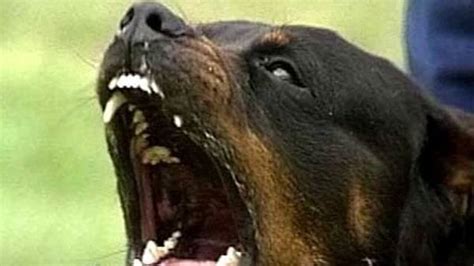 Muore Sbranato Dai Rottweiler Mentre Fa Jogging