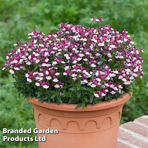 Nemesia Perennial Flower Best Flower Site