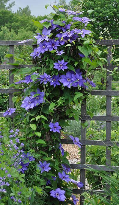 Climbing Clematis Artofit