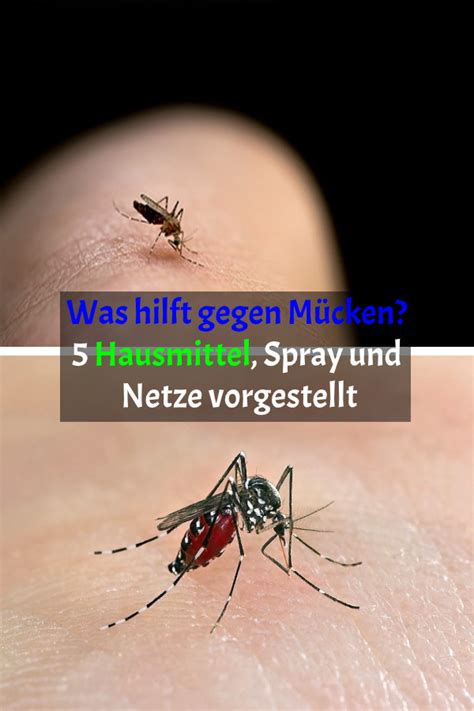 Was hilft gegen Mücken 5 Hausmittel Spray und Netze vorgestellt in