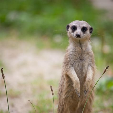 Premium Photo Watchful Meerkat Standing Guard