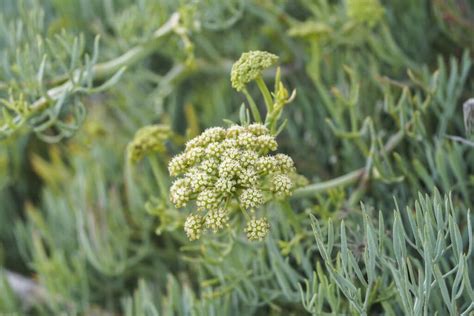 Bush Tucker Plants For Beginners Diaco S Garden Nursery