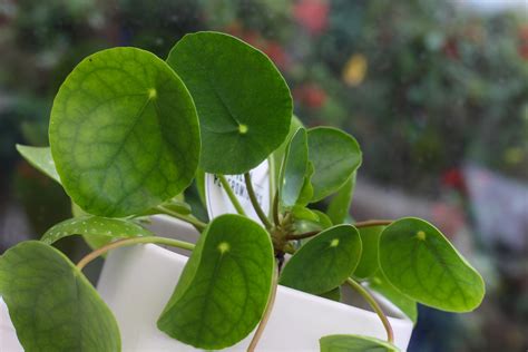 Pilea Peperomioides Tus Plantas De Casa