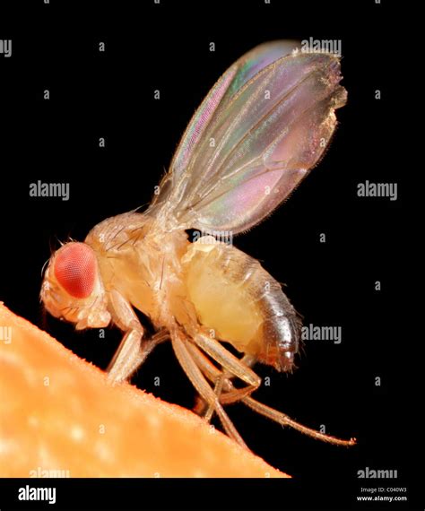 Makroaufnahme Einer Fruchtfliege Drosophila Sp Stockfotografie Alamy