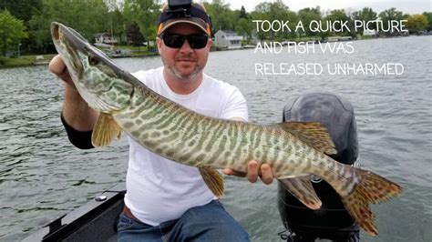 Caught My First Tiger Musky Need Some Lure Suggestions Youtube