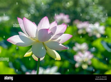 A Lotus Blossom In Full Bloom At Kenilworth Aquatic Gardens In