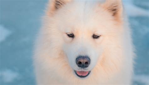 Big White Fluffy Dog Breeds A Guide