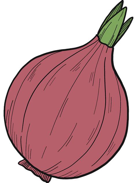 Onion Clipart Transparent Picture Clipartlib