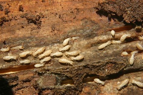 Termite – Identification | Walter Reeves: The Georgia Gardener