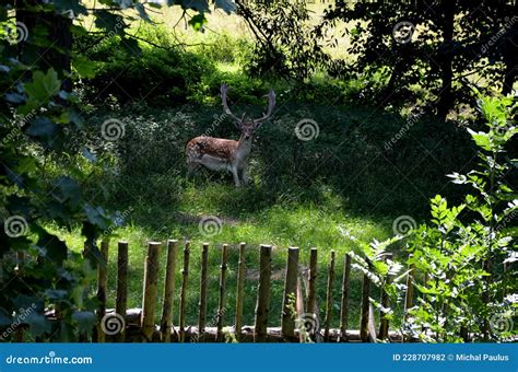 Fallow Deer Standing Lying In The Grass By The Forest Behind A Wooden