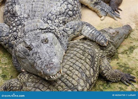 Cocodrilo Del Nilo Niloticus Del Crocodylus Foto De Archivo Imagen De Fauna Cocodrilo 46264750