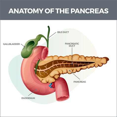 Pancreatitis Caused By Gallstones Mayo Clinic